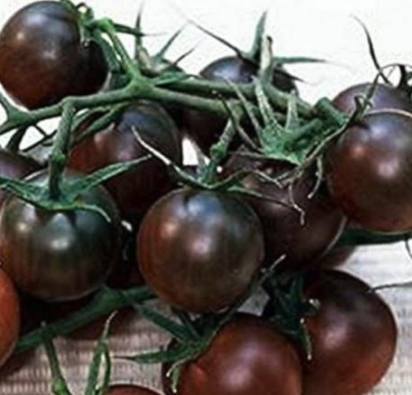 Indigo blue chocolate cherry tomatoes