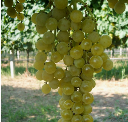 Sun muscat grapes