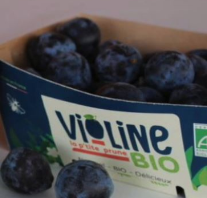 Prune Violine