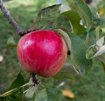 Akane apple