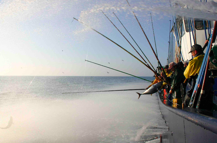 Crescono gli italiani amanti del pesce sostenibile