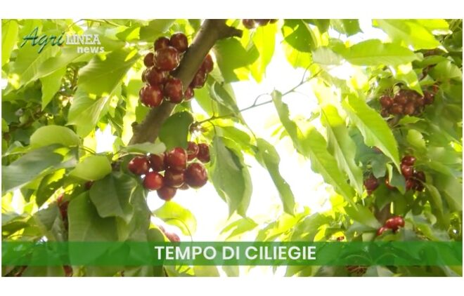 Tempo di ciliegie – un report da Agrilinea