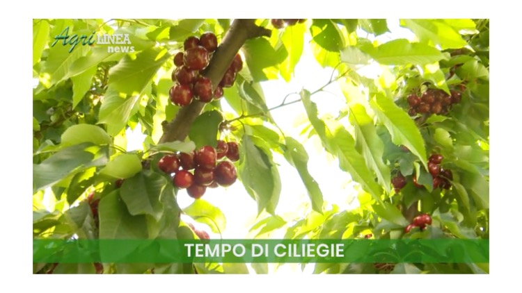 Tempo di ciliegie – un report da Agrilinea