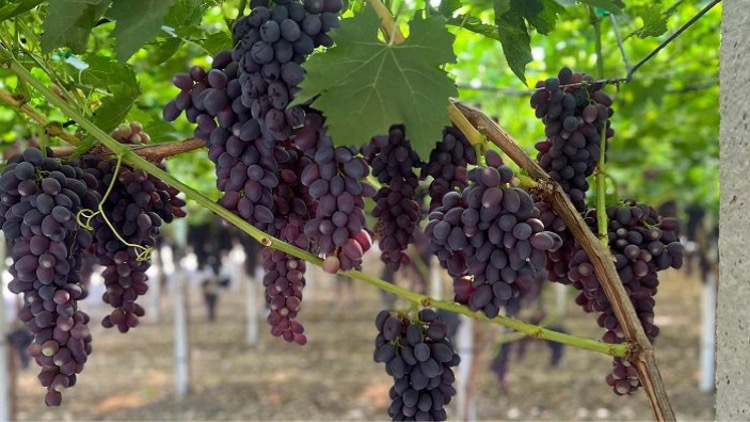 Maula, la nuova varietà di uva seedless italiana offerta da U2.