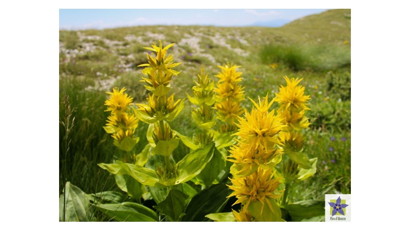 Cutina reinventa un classico dei pastori d’Abruzzo: il liquore alla genziana