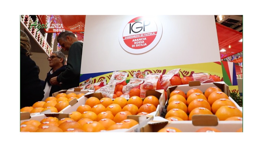 L’Arancia Rossa di Sicilia si è messa in mostra  a Fruit Logistica 2023 –