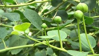 Capperi! Ma che siano di Pantelleria