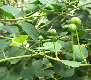 Capperi! Ma che siano di Pantelleria