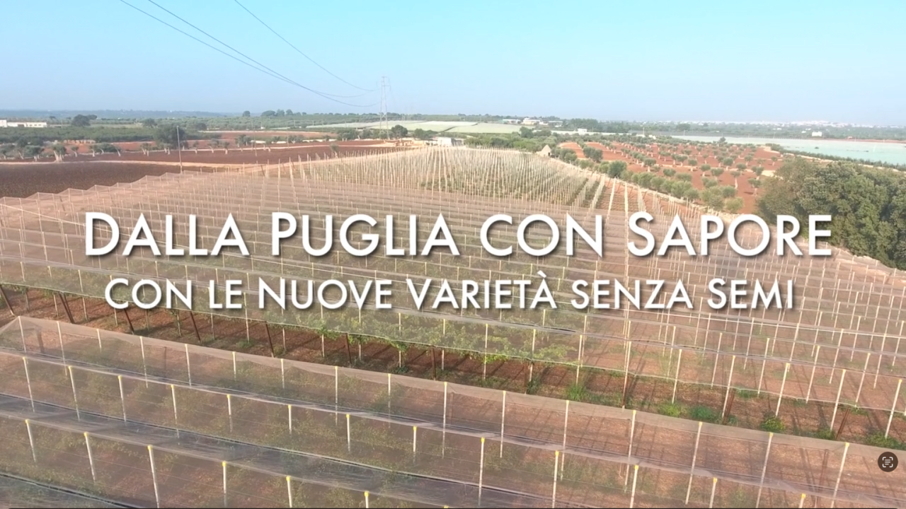 Dalla Puglia con sapore, tre club valorizzano la ricerca varietale italiana sull’uva seedless