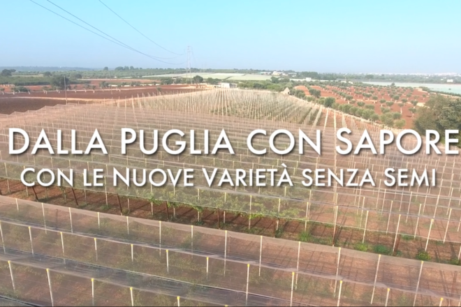 Dalla Puglia con sapore, tre club valorizzano la ricerca varietale italiana sull’uva seedless