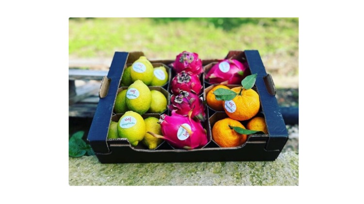 Sicilia tropicale:  mango, pitaya, maracuja, papaia  sono le nuove coltivazioni d’eccellenza