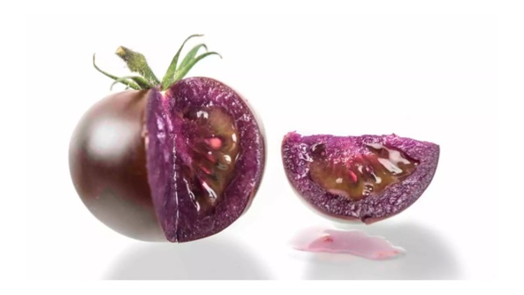 Negli Stati Uniti inizia la coltivazione del pomodoro viola, superfood ogm